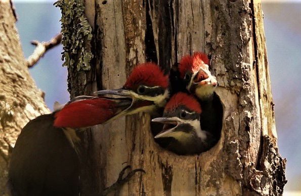 giveashitnature's tweet photo. Before you call someone to take down that dead tree, consider who might be calling it home.

A standing dead tree is used by over 85 species of North American birds for nesting, roosting, and foraging, according to the US Forest Service. Cavity-nesting birds can make up 40 percent of the bird community in some forests, and almost all of them depend on dead wood that they either excavate themselves or inherit from a woodpecker.

Woodpeckers excavate cavities in soft, decaying snags. They use each cavity once, then move on. What they leave behind is immediately claimed by everything else: screech owls, wood ducks, flying squirrels, bluebirds, chickadees, nuthatches, wrens, kestrels, saw-whet owls, hooded mergansers, and bats. A snag that a pileated woodpecker worked in one season becomes housing for the next twenty years.

Below the surface, the same tree is an insect hotel. Beetle larvae channeling through decaying wood attract brown creepers, nuthatches, and woodpeckers. Native bees nest in the dry beetle galleries deep inside the trunk. Salamanders and small snakes shelter under the bark as it loosens.

The rule is simple: a dead tree that poses no hazard to structures or people is more ecologically valuable standing than cut. If it's near the house, remove it. If it's at the yard's edge, against the fence, in the back corner somewhere, leave it. Let it fall over on its own time.