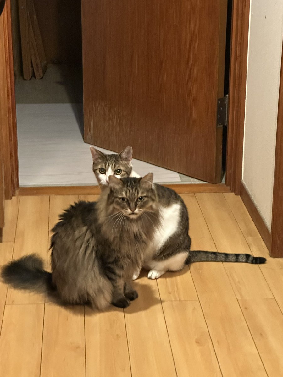chibicoo's tweet photo. 今日はパトラが手術なので昨夜22時からご飯をしまってある。朝からみんなウロウロしている…ごめん、あげられないんだ… https://t.co/sTjXFDC9RT