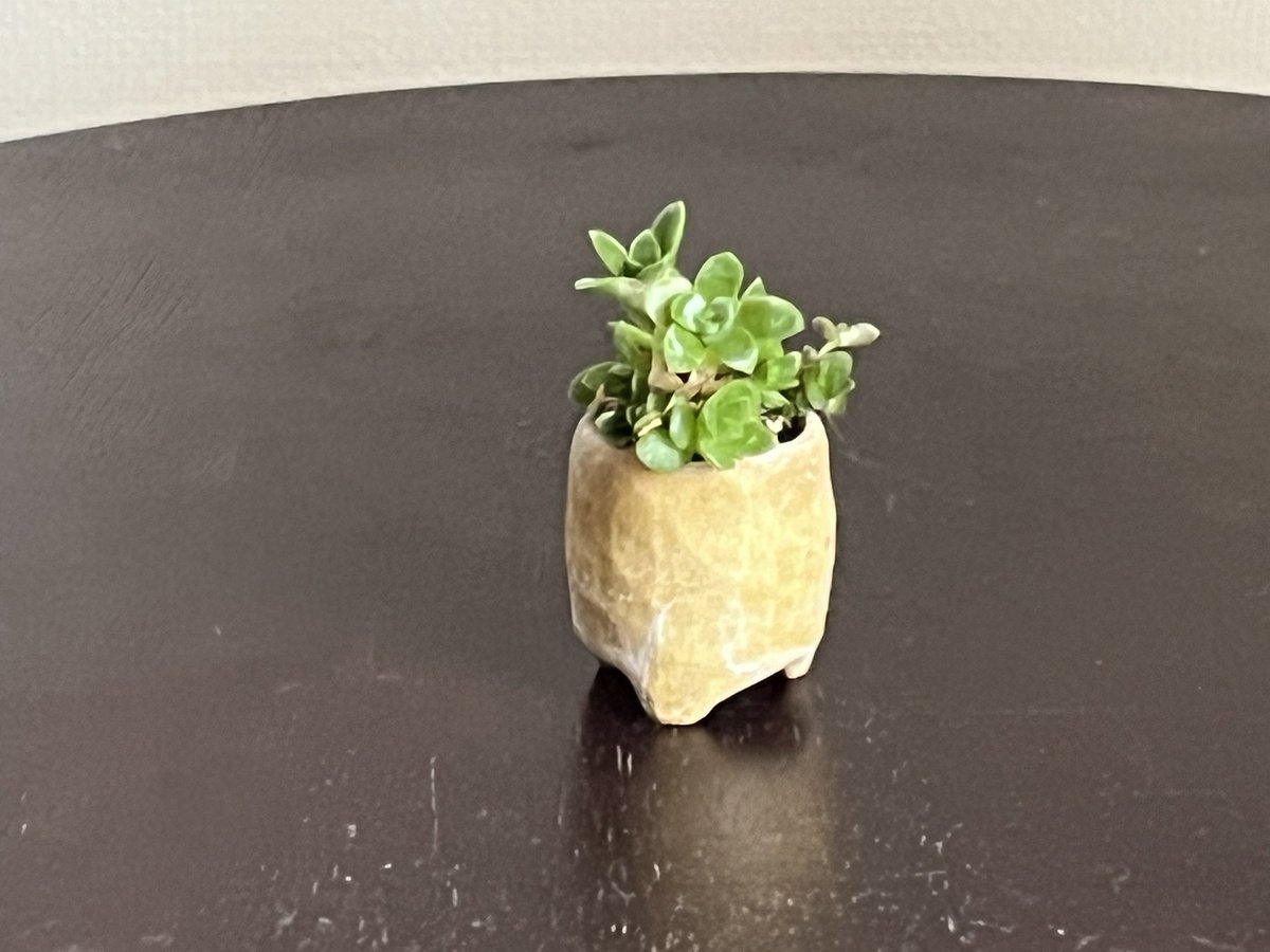 miki_potager's tweet photo. 多肉植物✨

爪蓮華の鉢だと
信じていたけれど
何が違うのが
出てきていました😳

上の棚に同じ様な
葉っぱの鉢があるので
葉が落ちて
根付いたのかも。

可愛いからこのまま。

自作の豆鉢で。 https://t.co/aQjUtzfgqZ