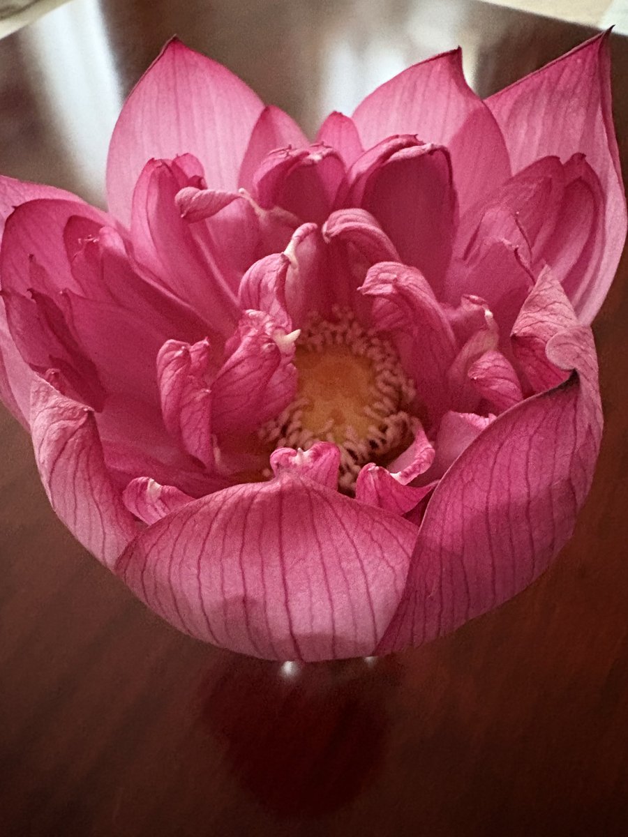 hujisunsun_m7's tweet photo. 蓮の花初めて買いました🪷
新盆です… https://t.co/AU5MmX7zNa