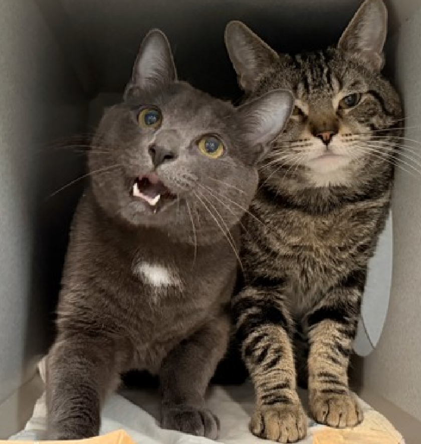 JLthekid9999's tweet photo. 🆘🆘 YOSEMITE (ID 250752), 2 YO, MALE –  IN MANHATTAN ACC - came into the shelter as a stray on 3/28/2026.    🆘🆘 😿 😿 😿 😿

🆘🆘 UPDATE – UPDATE – WE HAVE JUST LEARNED THAT YOSEMITE CAME IN WITH HER BONDED HOUSEMATE AND FRIEND -EVERGLADES (ID 250751) – RECENTLY REMOVED FROM EPL - LET’S KEEP THEM TOGETHER🆘🆘

➡️TBD 7/14/26

➡️ TOO LOW ON PLEDGES TO STIMULATE RESCUE INTEREST

➡️🆘🆘 10TH Chance on Emergency Placement List – 10 TIMES IS ALMOST UNPRECEDENTED – AND SHELTER AT CAPACITY - ALL HANDS ON DECK - NOW IS THE TIME TO ACT/HELP YOSEMITE - HIGHEST EU/SILENT KILL RISK- VERY LIKELY LAST CALL🆘🆘 😱🔥🔥😱

➡️ 107 DAYS IN SHELTER – TOO LONG – TIME IS RUNNING OUT

➡️ YOSEMITE IS ON THE EPL FOR BEHAVIORAL REASONS - He is not thriving in the care center and continues to display distance-increasing behavior when approached for interactions. He has not warmed up despite staff using treats to build a positive association. This designation often means that the cat will be given very little time for rescue/foster/adoption.🔥🔥🔥🔥

What my friends at ACC say about me:] I came in with my friend Everglades 250751 and would love to find a home with them! I'm an independent kitty who likes to do my own thing. I would appreciate slow introductions to new people and places to help me feel safe. I can be slow to adjust to new environments. I prefer to take things at my own pace. Yosemite tolerates attention and petting but appears fearful or stressed in the shelter. He may be a little more independent and may need time to warm up to his new home. We recommend this cat go to a home with experienced cat parents. Due to the behavior shown, he may not be a great fit for young children. Any home with older children prepared to adopt this cat should conduct a thorough interaction and endeavor to monitor this cat around their children to prevent these behaviors from being reinforced. A volunteer writes: Yosemite was found sitting frozen on a blanket with other cats in the park. Too scared to move or enjoy the food that had been left out for them, it seems like this group was all just hoping for the best but expecting much less. Fortunately for Yosemite and company, things started moving in the right direction when someone scooped them up and brought them to us. It's unlikely Yosemite interpreted this as a best case scenario because the shelter really does have quite a lot going on, maybe even too much for a quiet guy like Yosemite, but we've been working to convince him that sometimes the best comes in steps and even baby steps at that. Crouching in the back of his cubby, he didn't seem very interested in the toys, treats, or pets I had to offer, but I have to believe that Yosemite is only waiting for his chance. Another volunteer writes: Yosemite more recently decided to come out of his shell. He is sits more and more on his balcony or rests in his "living room". He is definitively interested in seeing people but has still a very hard time to trust us, even those he has seen the faces again and again. Yosemite likes to play though as you can see on his photos. He enjoys catnip toys and feather wands. He occasionally will accept a brief pet on his head when he samples treats. The Yosemite you see is likely not the real Mc Coy. The young guy needs to be given a chance and may be it could be with you!❤️ 😻❤️ 😻❤️ 😻

NEEDS OUT OF SHELTER ASAP –

Please RT or pledge, if you can, to save this little one.

@AdamsPaulGrimke
@mehser12

💔😿🙏Thank you

PIC – EVERGALDES, YOSEMITE