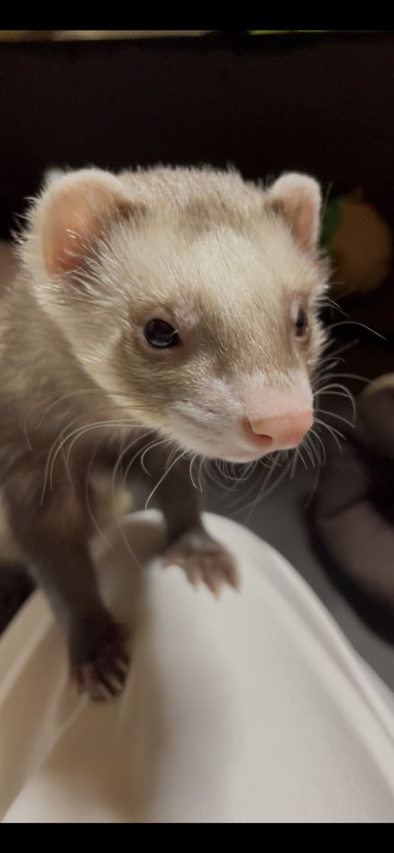 key_ferret's tweet photo. 月曜日です🤗

朝から暑いです🥵
本格的な夏到来です🍉

うま〜く適度な頑張りで、過ごしていきます😌

くぅちゃん、夜は全力だから安心してね😆😸🎶 https://t.co/NcVPkMpMeP