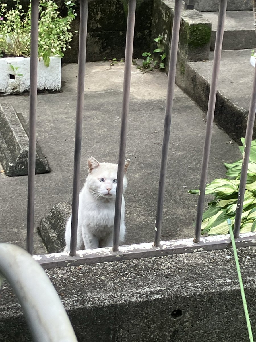 cocoro_88's tweet photo. どうやらお父さん猫はこの子❓❓

#お父さん
#父猫
#地域猫
#野良猫
#イエネコ https://t.co/7ZEIVyYRA8