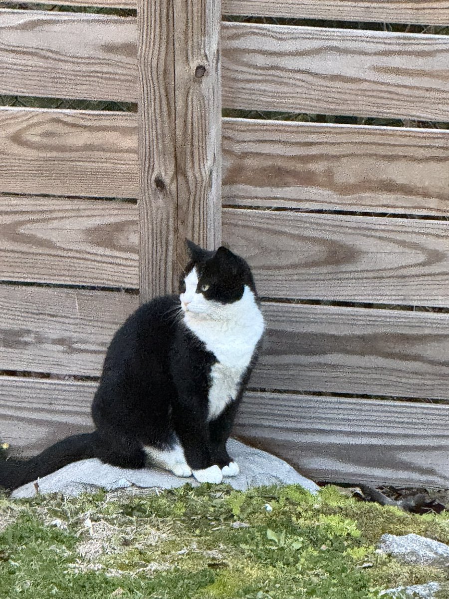 DatGeorgieBoi's tweet photo. Hacker deleted photos of my cat so here’s a quick photo dump of her https://t.co/lOWsIOyGJR