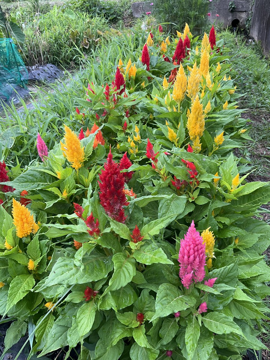 toeic_800's tweet photo. ケイトウさんのわき芽の花が増えてとてもキレイです〜^^/ https://t.co/5R2CVA8V3a