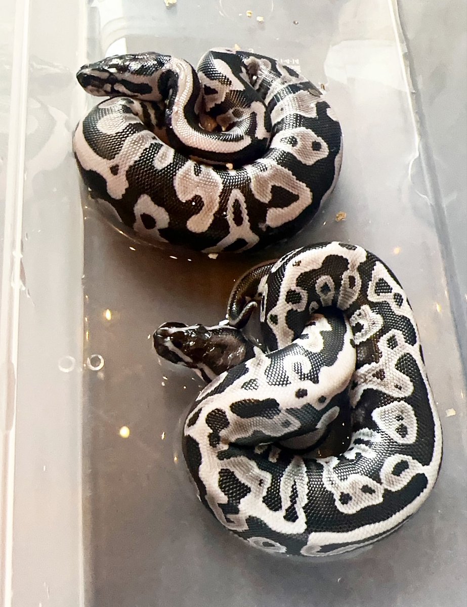 PINK REPTILES (@nao7o5p) / Posts / X