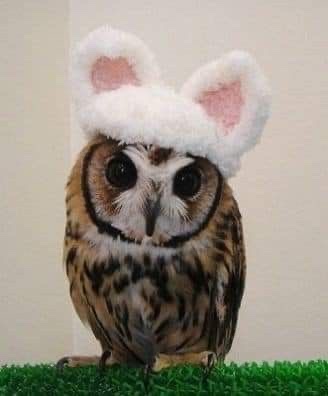 featherdullen's tweet photo. where all of them great horned owls at ? #letshangout ……. https://t.co/lu7tnPLB1h