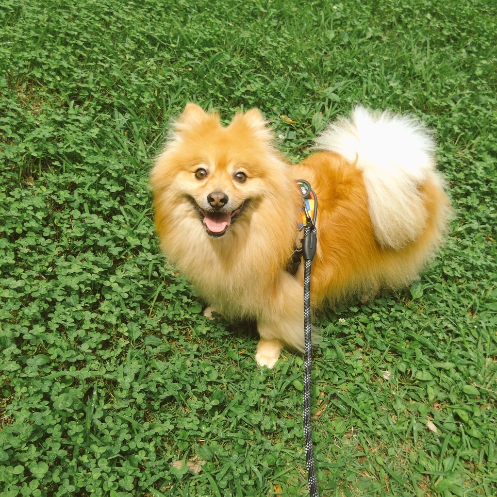 lobo_ike's tweet photo. こんばんは。全然投稿できてませんでした…

飼い主なんだか不眠が続き、こんな時間になっても眠れません。コーヒー飲み過ぎかな。

暑くなってきて明るい時間にお散歩もできなくなってきましたね。

ちょっと前に撮った梅雨の晴れ間のお散歩、緑に映えるロボ。 https://t.co/qgHgmCDnCg