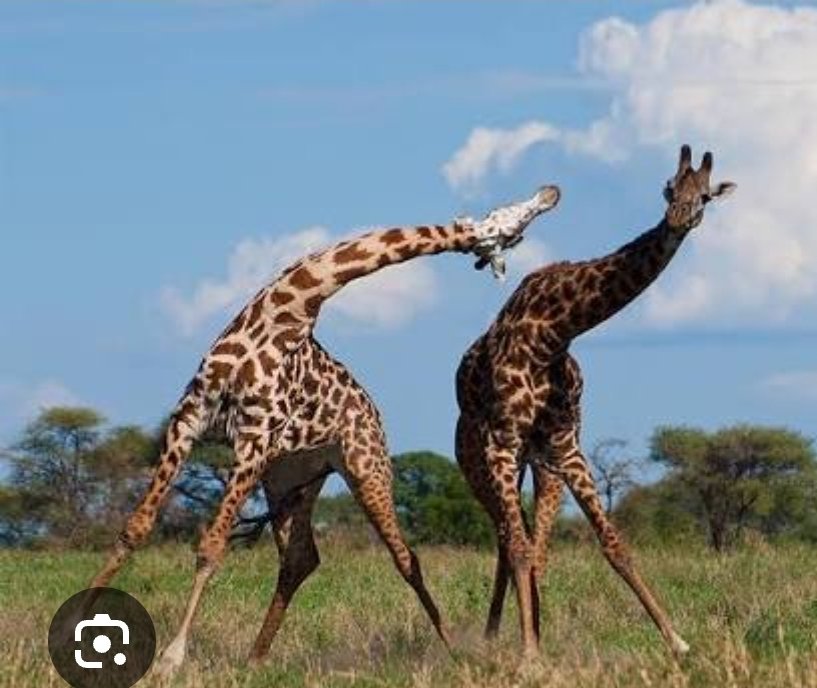 lead_head_art's tweet photo. @KKongg86714 @Brand0nsm181274 Lol imagine sauropods fighting like giraffes https://t.co/mBuUoVcsxM