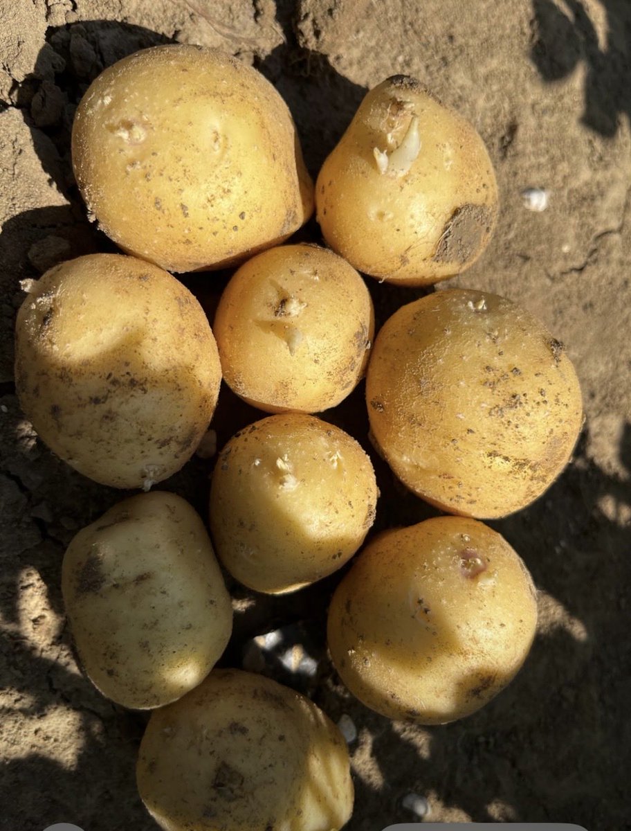 patrick_legras's tweet photo. Veritable catastrophe alimentaire à  venir en Pomme de terre car même irriguées elles ne supportent  pas l’excès de chaleur et germent  sans grossir…
Sans grosses pluies dans les 10 jours,  nous allons être champion du monde de la pire récolte de pommes de terre en 🇫🇷 en 2026! https://t.co/saAb9t0QF1