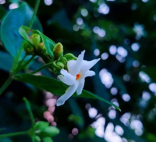 sathifc7's tweet photo. A nice morning will back next day 🎋❤️ https://t.co/NQoSRHofgu