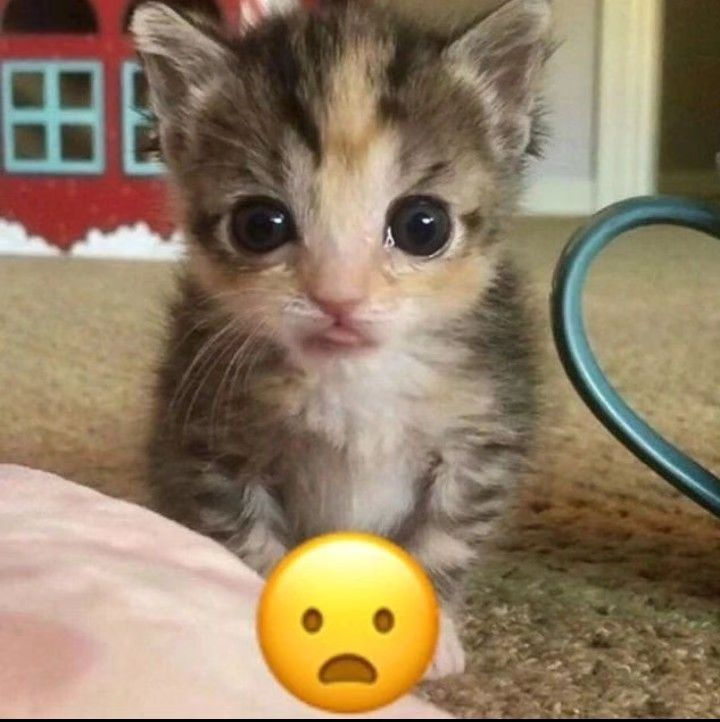 PunchingCat's tweet photo. https://t.co/uktMTlhZpc