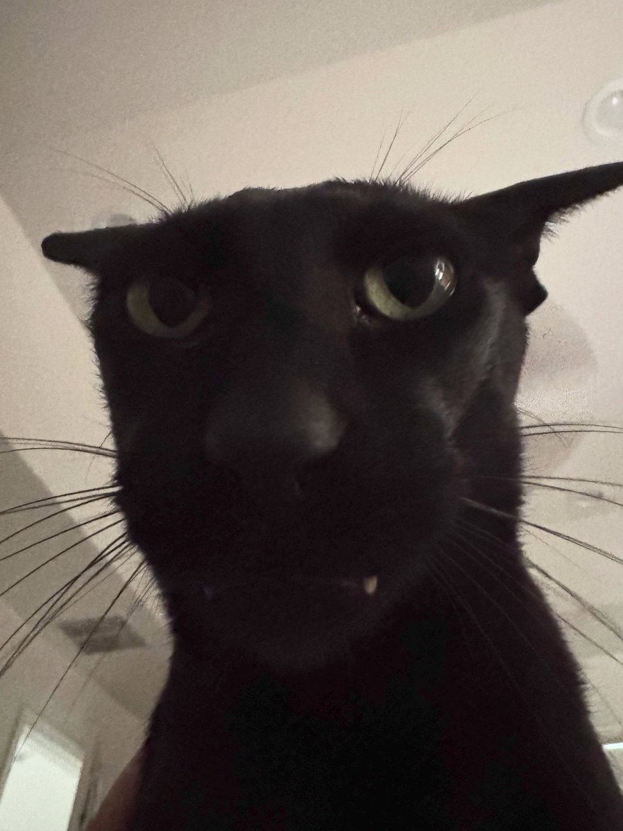 catofsouls's tweet photo. https://t.co/mbDZfIwcF7