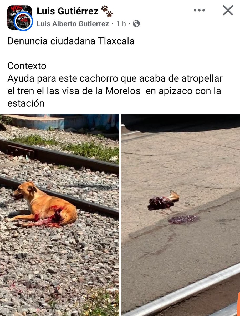 LicAnimalista's tweet photo. S O.S Activistas de Tlaxcala. @GobTlaxcala @LorenaCuellar https://t.co/vUhLp1B77h