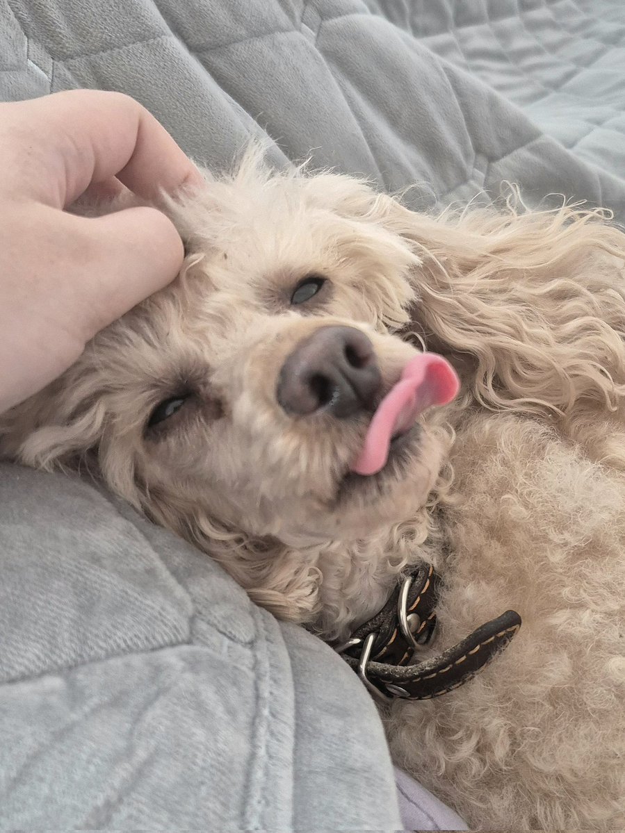 holy molly tweet media