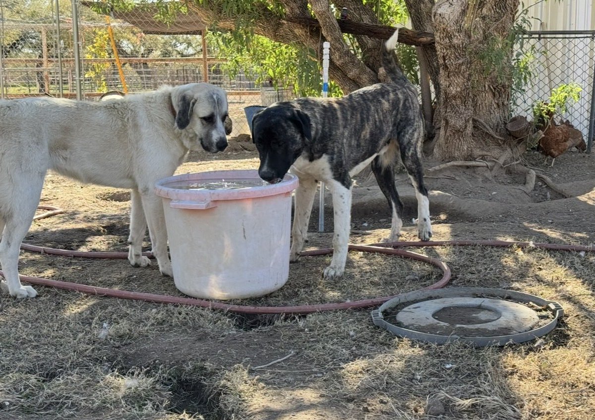 JenniferEvn22's tweet photo. When my husband took Snuggles out of his truck my kids and I were immediately attached. He was indeed the sweetest boy. He was very shy, you could tell he missed his family. Our female kept trying to get him to chase her but he just sat there calm and watched her run around https://t.co/U1fNprazw5