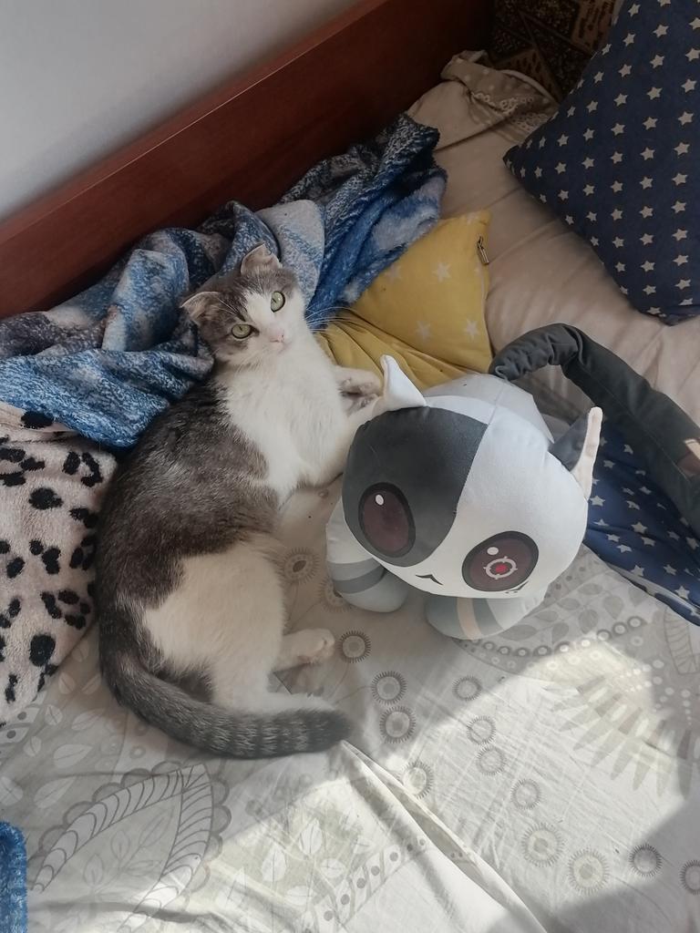 SaintKoshak's tweet photo. Кот смотрит как другой кот фоткает её и плюшевого кота рядом https://t.co/1fSZhIhVPT