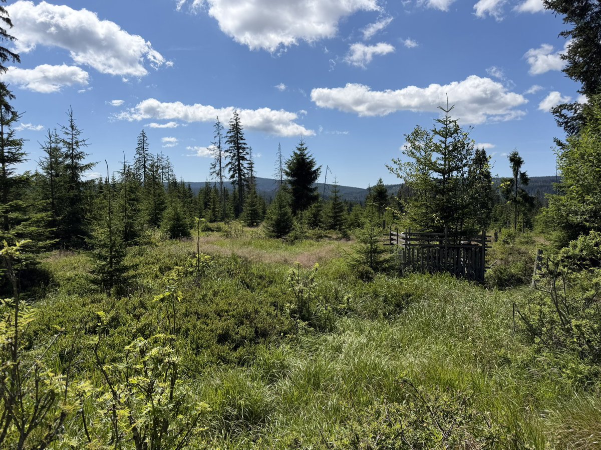 tony_ver2's tweet photo. Výlet na Březník 12.07.2026

#turistika #CzechRepublic #vylety #czechia   #les #forest #Summer #summervibes #hikingadventures #sumava #bohmerwald #reka #voda #breznik #purstling #plzensky #kraj 1/3 https://t.co/V9dhfa1yjf