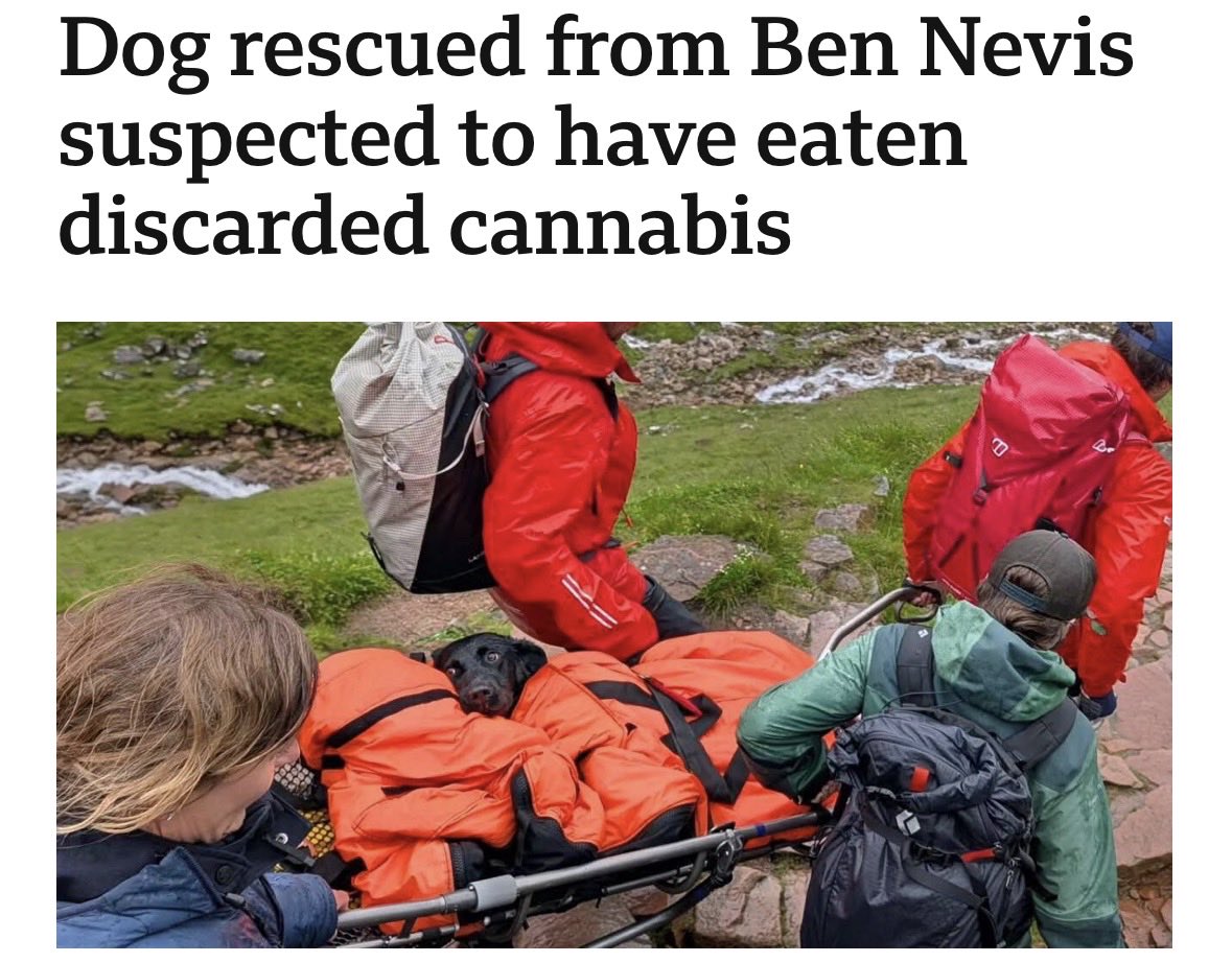 willanselme's tweet photo. If only Tokyo the Labrador had read and/or listened to Return of The Dragon by @IamLewisU @LewisTROTD, a landmark introduction to why the Church has fought marijuana and psychedelic use since the 2nd Century AD. 

(Links below) https://t.co/GqU891pm73