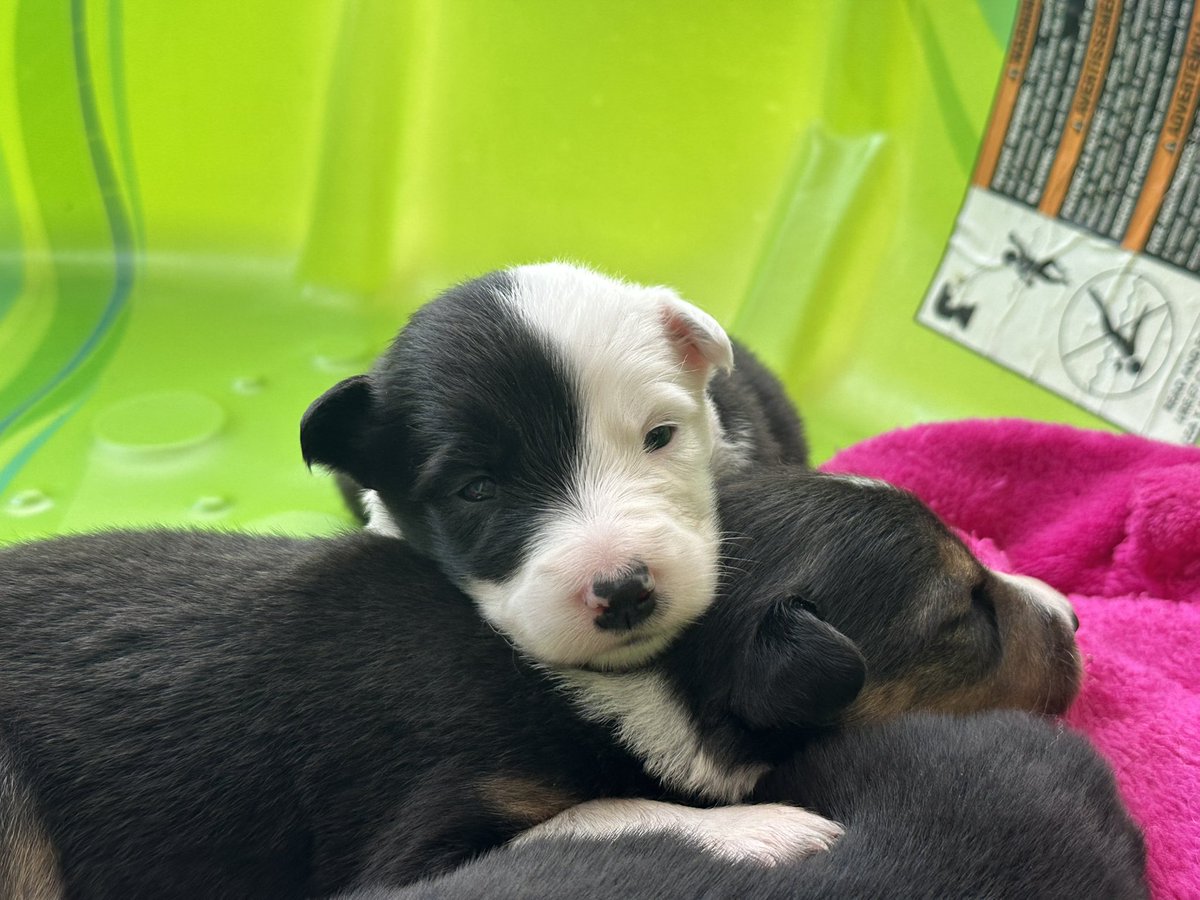 solanummoon's tweet photo. my chud daughter has a name now say hello to lup https://t.co/JirOaKfy1R