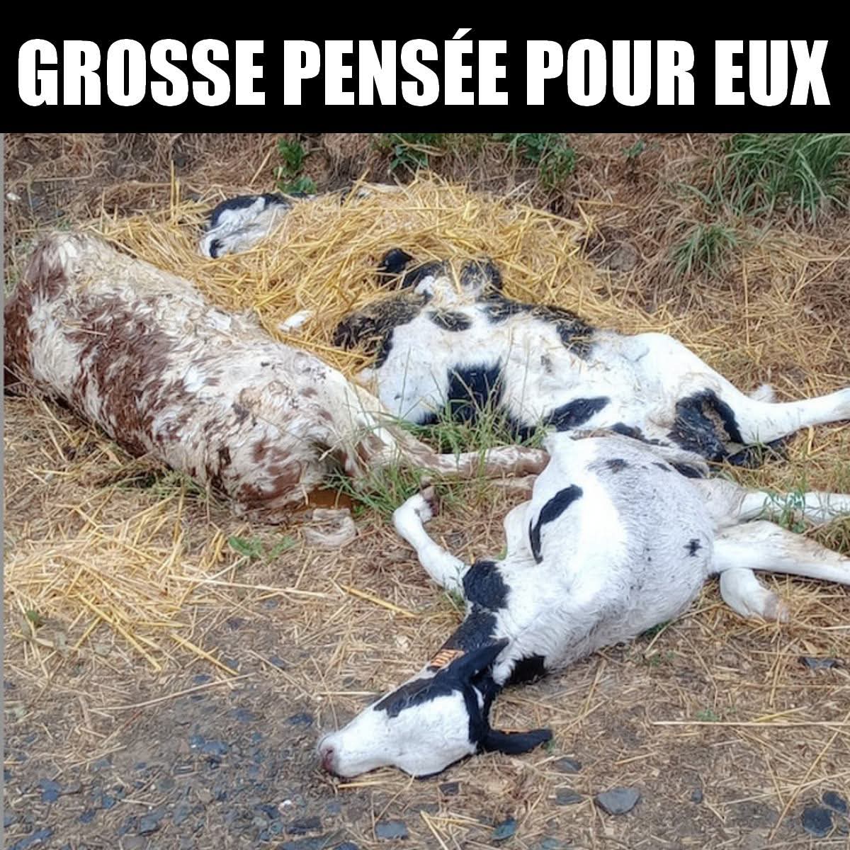 ParkerAdeline2's tweet photo. Les canicules ne frappent pas seulement les humains. Elles tuent aussi des millions d'animaux, dans les élevages comme dans la nature.😞 https://t.co/kjJeraVbxO
