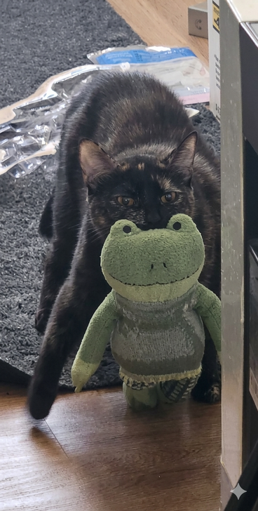 tortiecatz's tweet photo. Freya is our Tortie of the Week. She loves to carry her toys around the house! #torties #tortieoftheweek #tortoiseshellcats #CatsofX #cute https://t.co/ZpKDT5QqNL