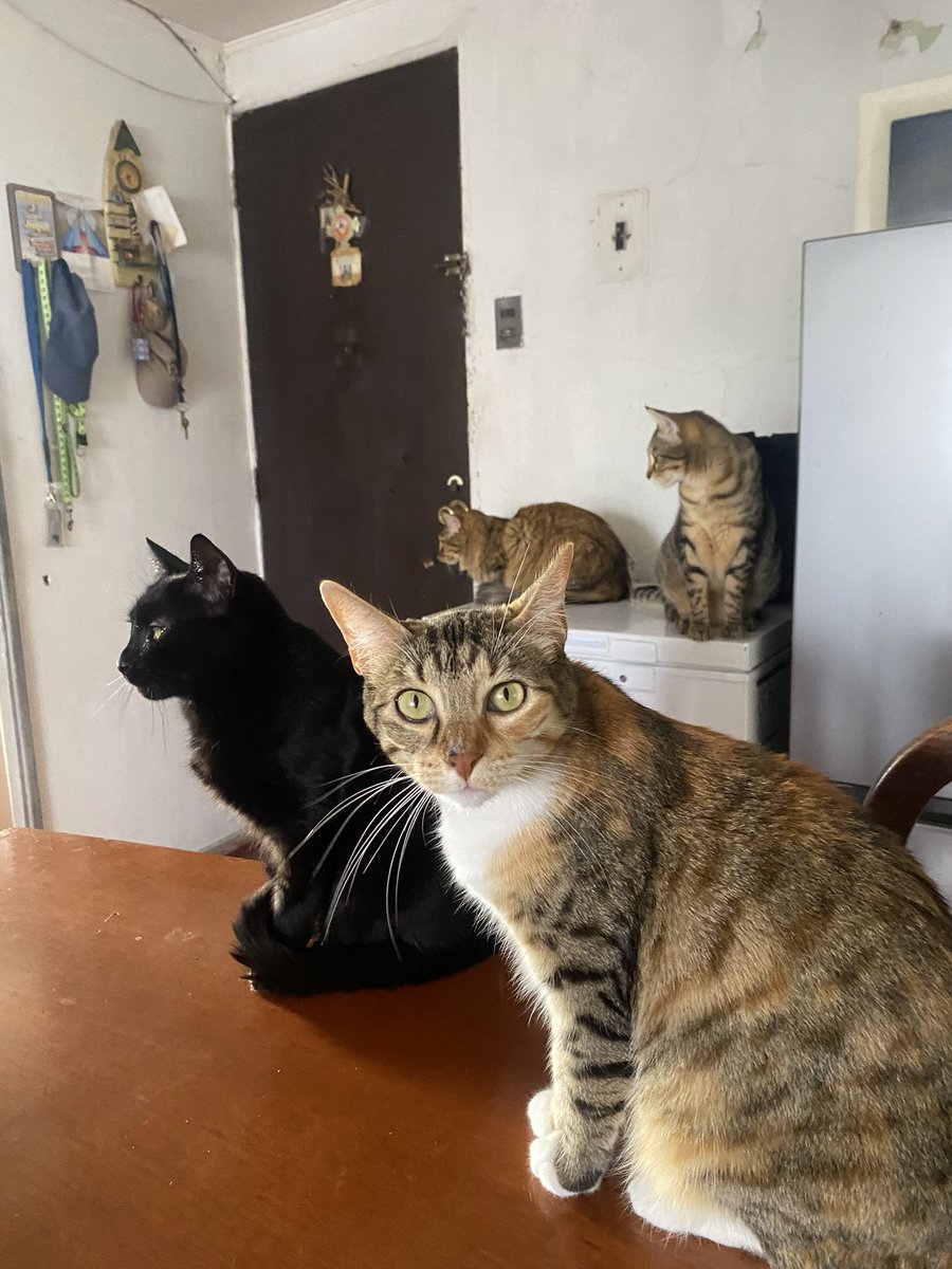 122balta's tweet photo. la casa de mía abuela es la casa de los gatos lol tiene 8 metas realmente ✌️😓 #chiletwt https://t.co/1P6TOiYjER