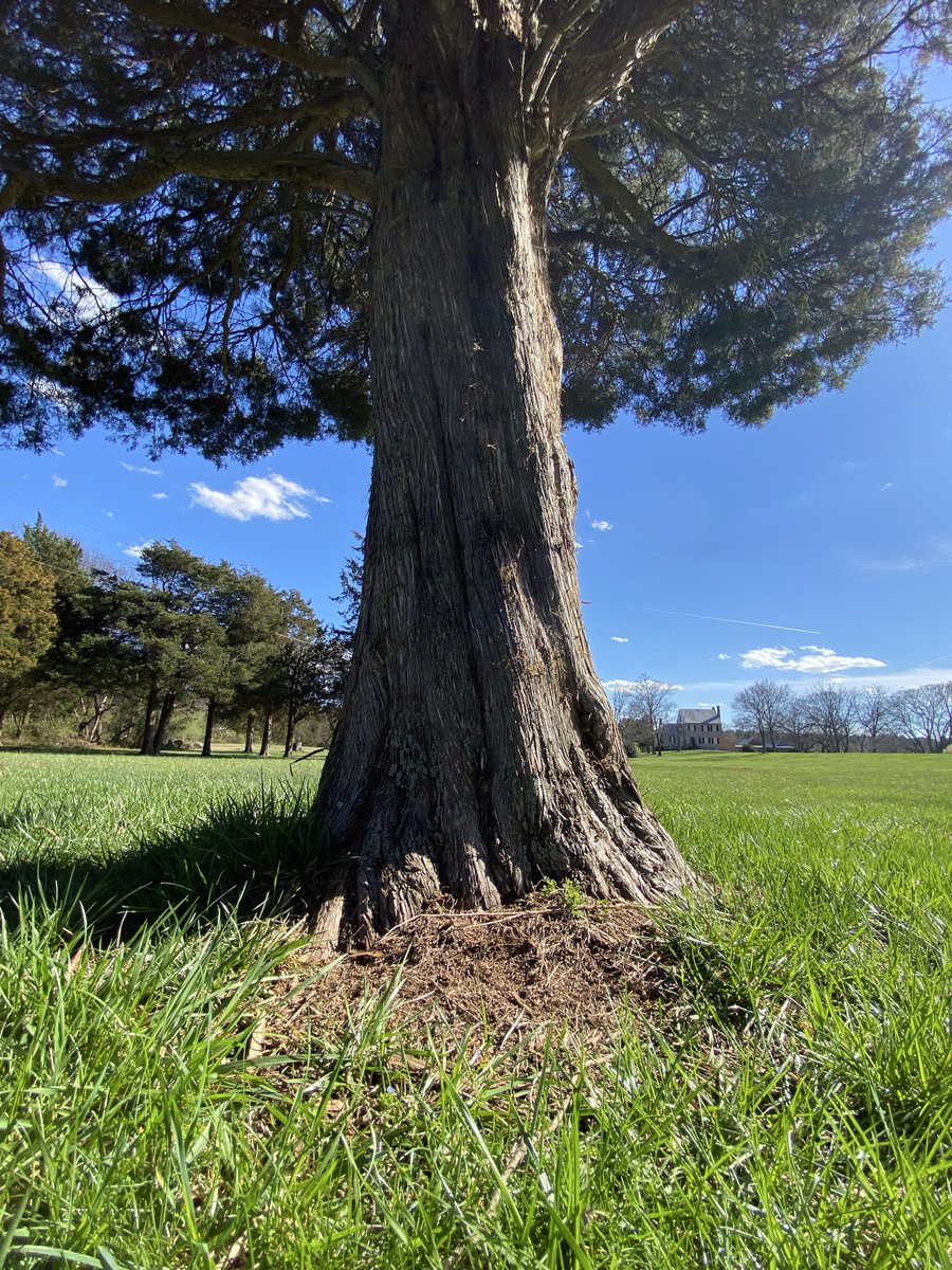 LiciousCoffee's tweet photo. Good afternoon🌎💝💫
👋🏽Hey SUNDay☕️🌞
#Sunday #funday #Relaxation days where We share photos of dual trunk🌳🌳0r 2 harmoniously intertwined.
😍 It’s🌳Art
These 2 in the Park
#Nature #NaturePhotography #Photography #PhotographyIsArt #trees #Park #Sun #Sunshine https://t.co/3oqibJwYM1
