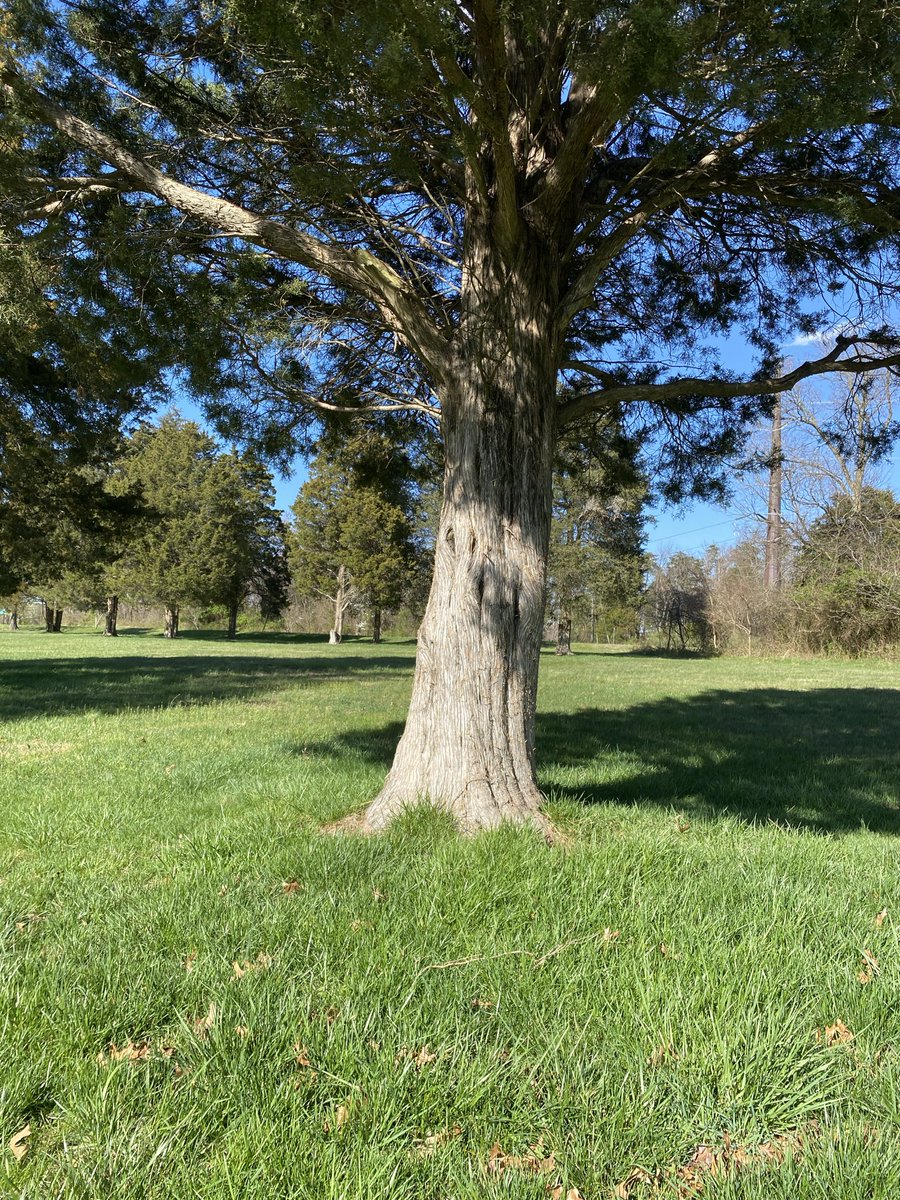 LiciousCoffee's tweet photo. Good afternoon🌎💝💫
👋🏽Hey SUNDay☕️🌞
#Sunday #funday #Relaxation days where We share photos of dual trunk🌳🌳0r 2 harmoniously intertwined.
😍 It’s🌳Art
These 2 in the Park
#Nature #NaturePhotography #Photography #PhotographyIsArt #trees #Park #Sun #Sunshine https://t.co/3oqibJwYM1