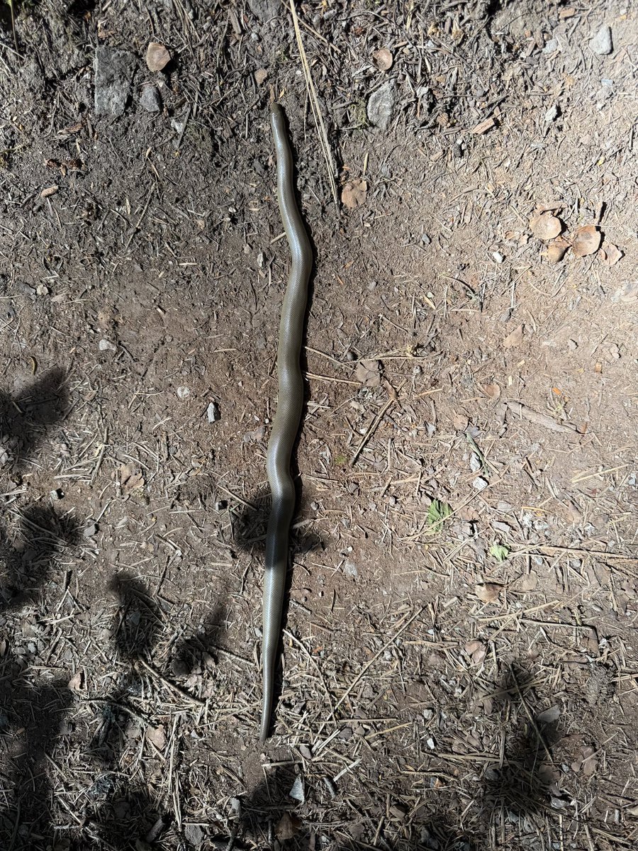 brettrodli's tweet photo. Rubber Boa in the Bitterroot Mountains in western Montana! https://t.co/4xqlIUzWbi
