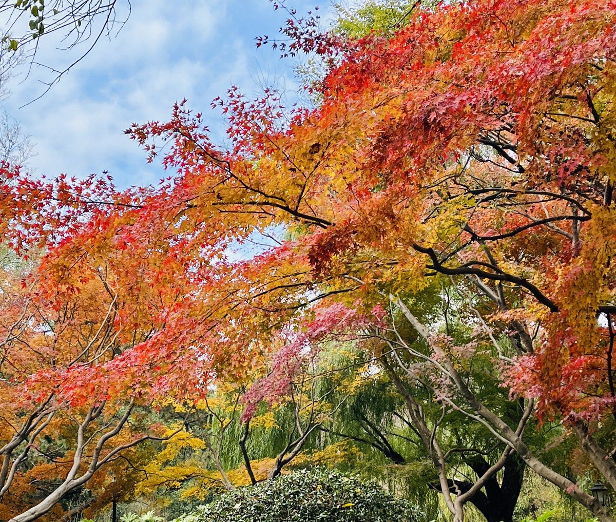 Armandukiz's tweet photo. Just caught the first golden maple leaf falling in Central Park  Fall vibes are officially here!， https://t.co/seqyvmbiR7