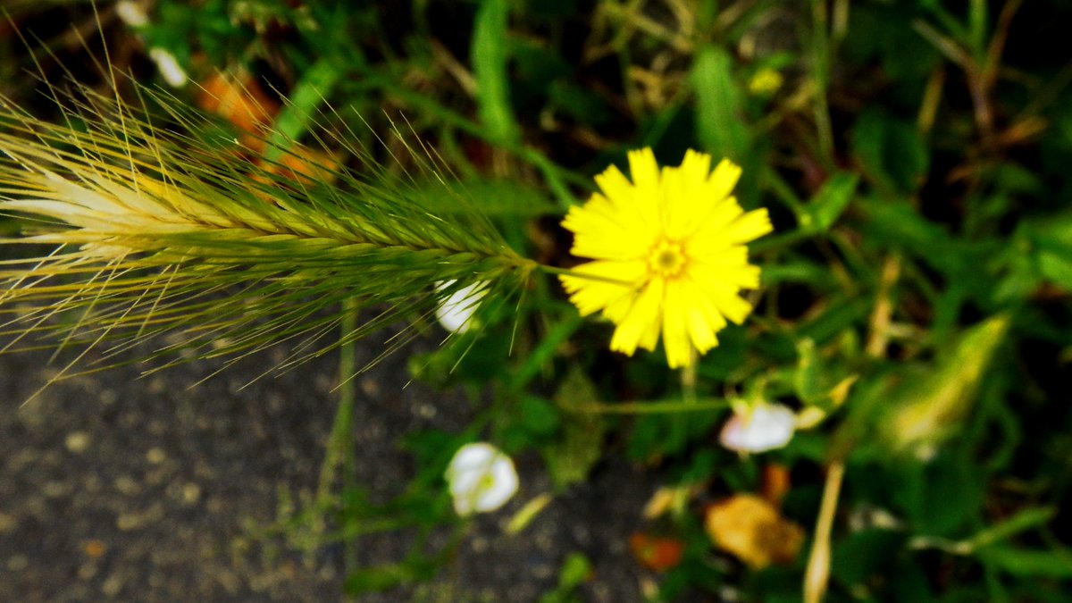 KempeXB1's tweet photo. #objects #minimalism #nature #plants #signs https://t.co/t6Xjxevq42