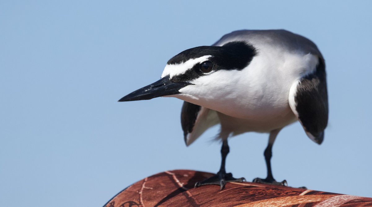 wSweetBirding tweet picture