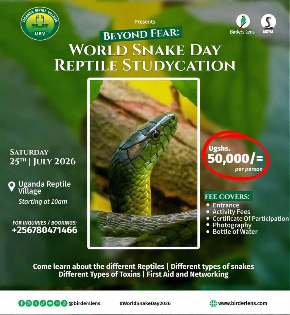 AisyiaUG's tweet photo. This #WorldSnakeDay2026, let’s replace myths with knowledge. Snakes are vital for healthy ecosystems, and understanding them can help save both human lives and wildlife.

Join us on 25th July at the Uganda Reptile Village for a hands-on reptile studycation. https://t.co/OjDvM2C23x