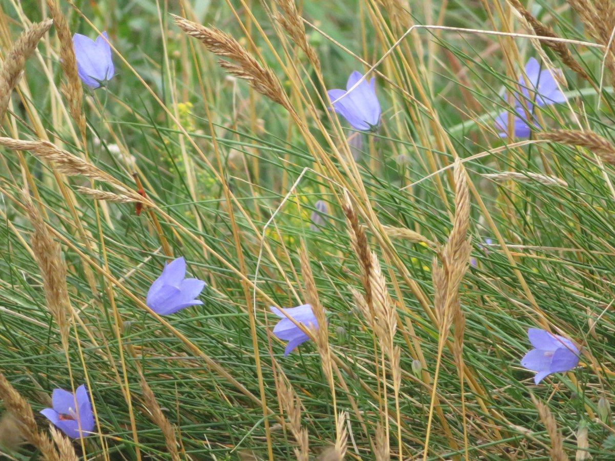 AlasdairGordon1's tweet photo. .@wildflower_hour @Love_plants @BSBIbotany @CPRE @NorthCornwallNT Possibly my favourite wild flower, harebells between Pentire Point and The Rumps, North Cornish coast. Last Sunday. #Harebells #wildflowerhour #flowers #Cornwall https://t.co/98co2eXBoX