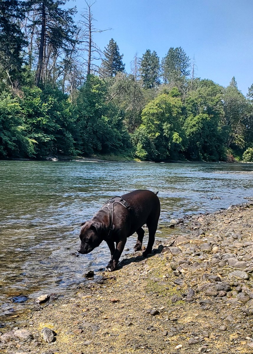 HuntSumZombiez's tweet photo. Enjoyed the river this morning with the pups!
#River #RogueRiver #SouthernOregon #Pups #MiniDoxi #MiniDachshund #Dachshund #PitMix #PitLab #GoodBoys #DogMom #DogLover #OffTheLeash #NoLeashRequired #GentleDogs #NiceDogs https://t.co/J7wipWvpEk