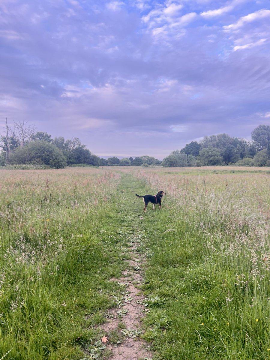 Heather_CCN's tweet photo. 90kms #NHS1000miles walked over the last 4 weeks. Walking down due to being too hot for Amos! 🐕 Completely lost track of posting due to not being well and several family Sunday birthdays. Hope everyone is well ☺️ #RescueDog #nature #active https://t.co/9Sum3VSoPF