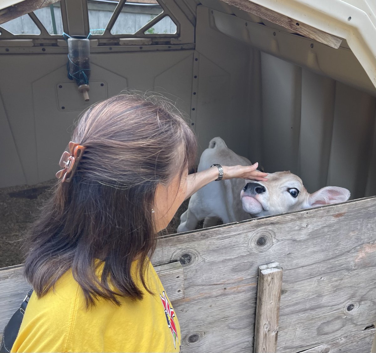 Lily4Liberty's tweet photo. Touring Contoocook Creamery for 1st time was very fun, petting a calf, watching a worker milking cows & eating their hamburgers made from the farm beef.
There are 3,949 farms in NH. We should pass PRIME Act, make it cheaper & faster from farm to table, eat healthy. #eatrealfood https://t.co/NzXehO5Iq4