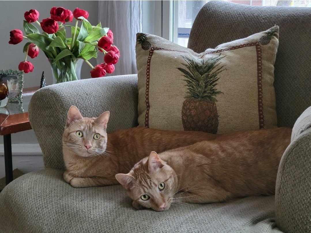 Exchigirl037's tweet photo. @depressionlesss Penny and Finn(sister and brother) https://t.co/KNJu9t9jls