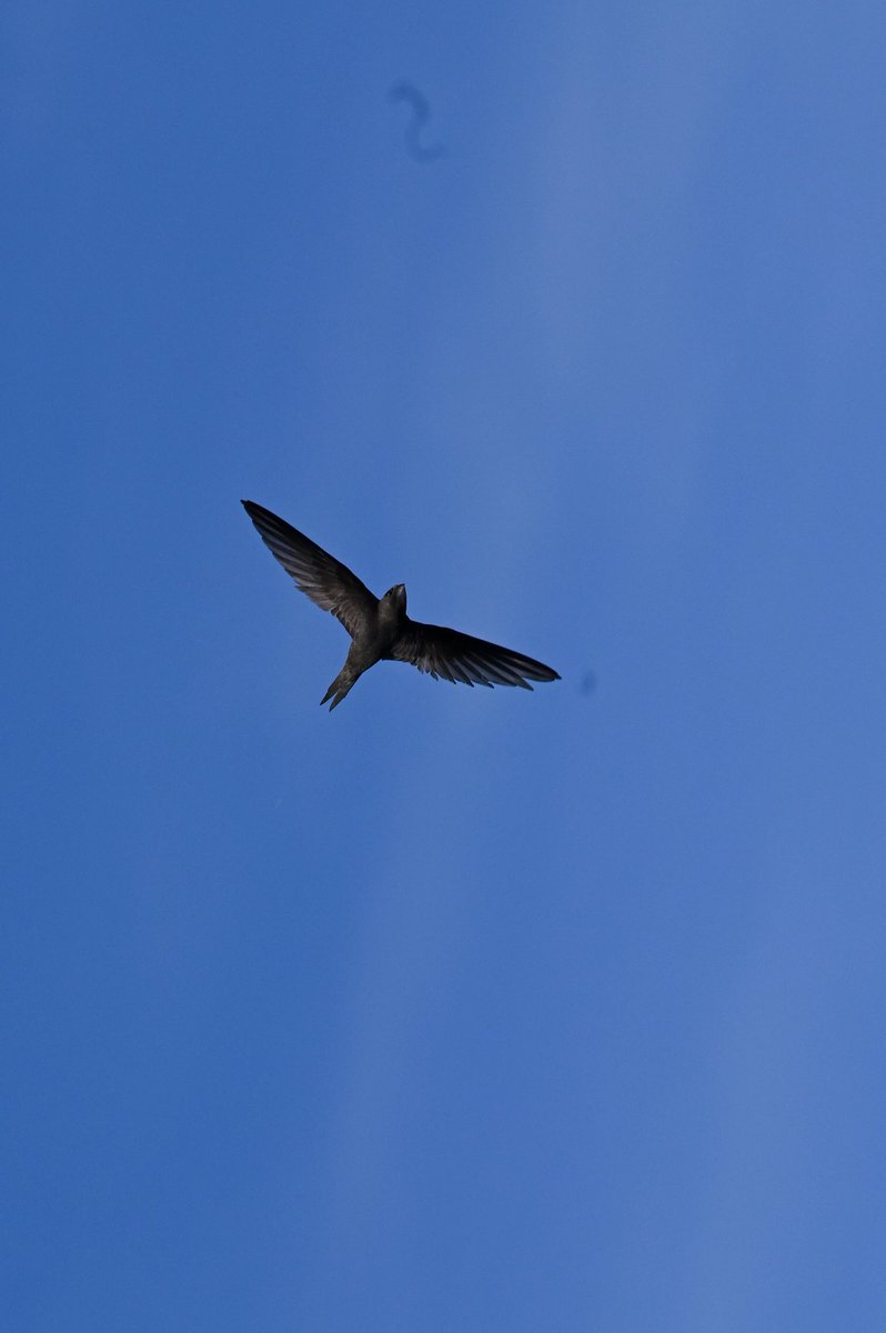 seutendeern's tweet photo. #swift studies - today's birding was entirely swift focused. They flew so close to my balcony (3rd floor) that I had to take the camera out again. #birding #urbanbirding #apusapus https://t.co/4Mxzmr0llp