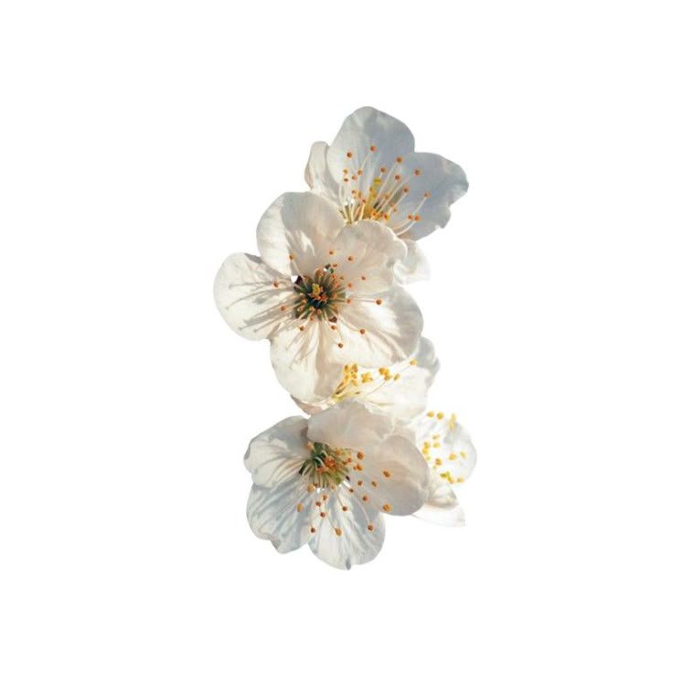 daisy 𖹭.ᐟ tweet media