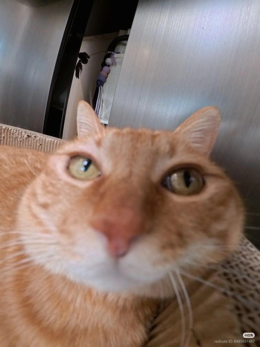 cat_gimmick's tweet photo. https://t.co/tqTLSfK1LP