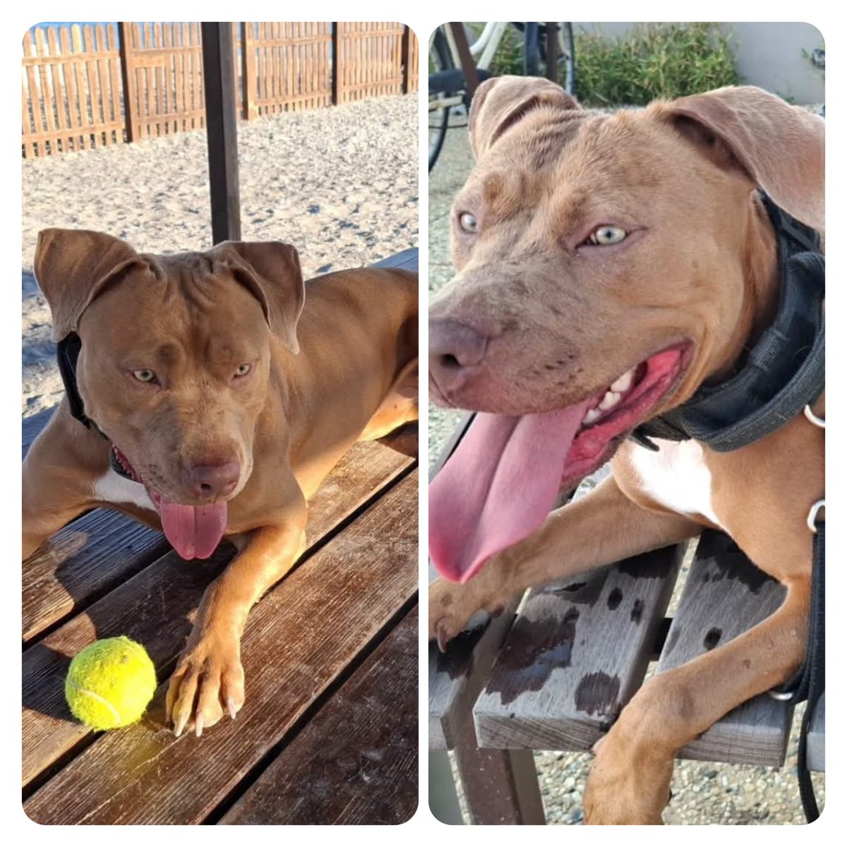 tiziana_55's tweet photo. Ricevo,rinuncia di proprietà. CERCA CASA 🏡 
☎️ +39 3349146404
Lei si chama Zoe.
È nata il 27/07/25
Va d'accordo con gli altri cani e i gatti.
È brava con i bambini
È una cagnolina molto dolce
Si trova in provincia di Imperia https://t.co/mks6It5CiF