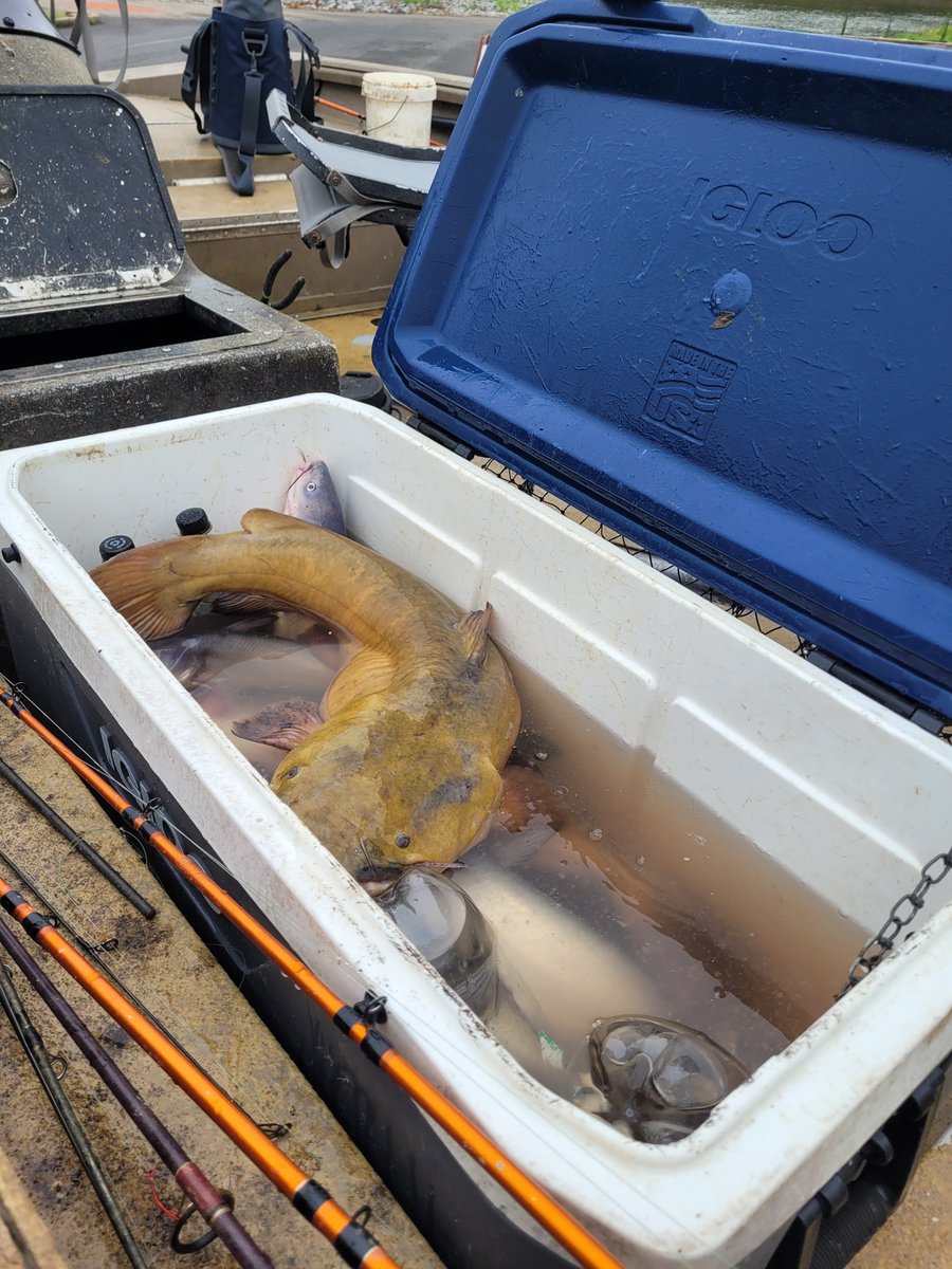 uticacardsfan's tweet photo. @bthompson48 if your son wants to fish and you're not a fisherman, book a trip down by Paducah with Jim Doom once the season ends. He's a fishing guide, $300 for a half day and your son will catch big striper and catfish. He provides everything and cleans the fish for you https://t.co/ozR0chq3Es