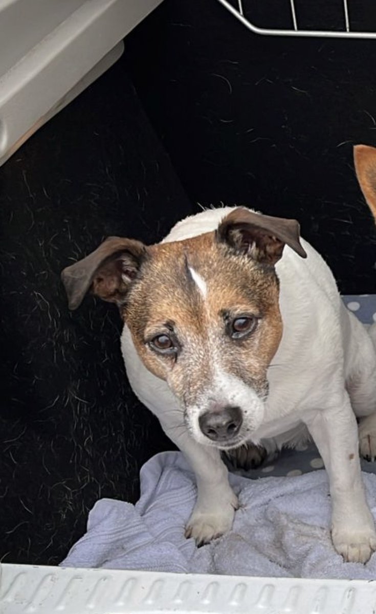 MissingPetsGB's tweet photo. 🐕#URGENT MAE is an elderly dog who is going #deaf &amp; starting to lose her sight, she also suffers from canine #dementia

MAE went #missing 11 July 2026 from Hugus area bridlepath opposite Tomperrow scout hut #Truro #Cornwall #TR1

Please report any sightings asap!! #stolendoghour https://t.co/60hMPjMYhs