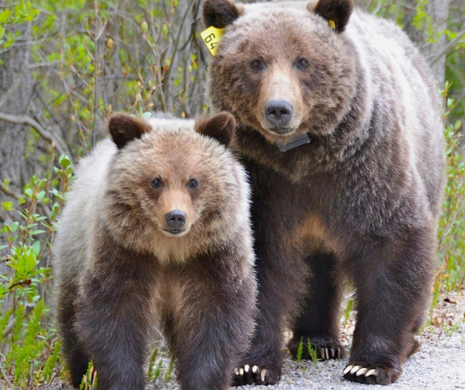 survivalanimal's tweet photo. 📰 NEWS: One acre is not a home for a grizzly bear 🐻

Bears need 2,500 acres of road-free forest, but new US policy states they only need one acre. Changing the definition doesn't protect bears, it weakens the safeguards they depend on.

🔗 Read more: https://t.co/8p3CprohS6. https://t.co/RV2ReHHuod