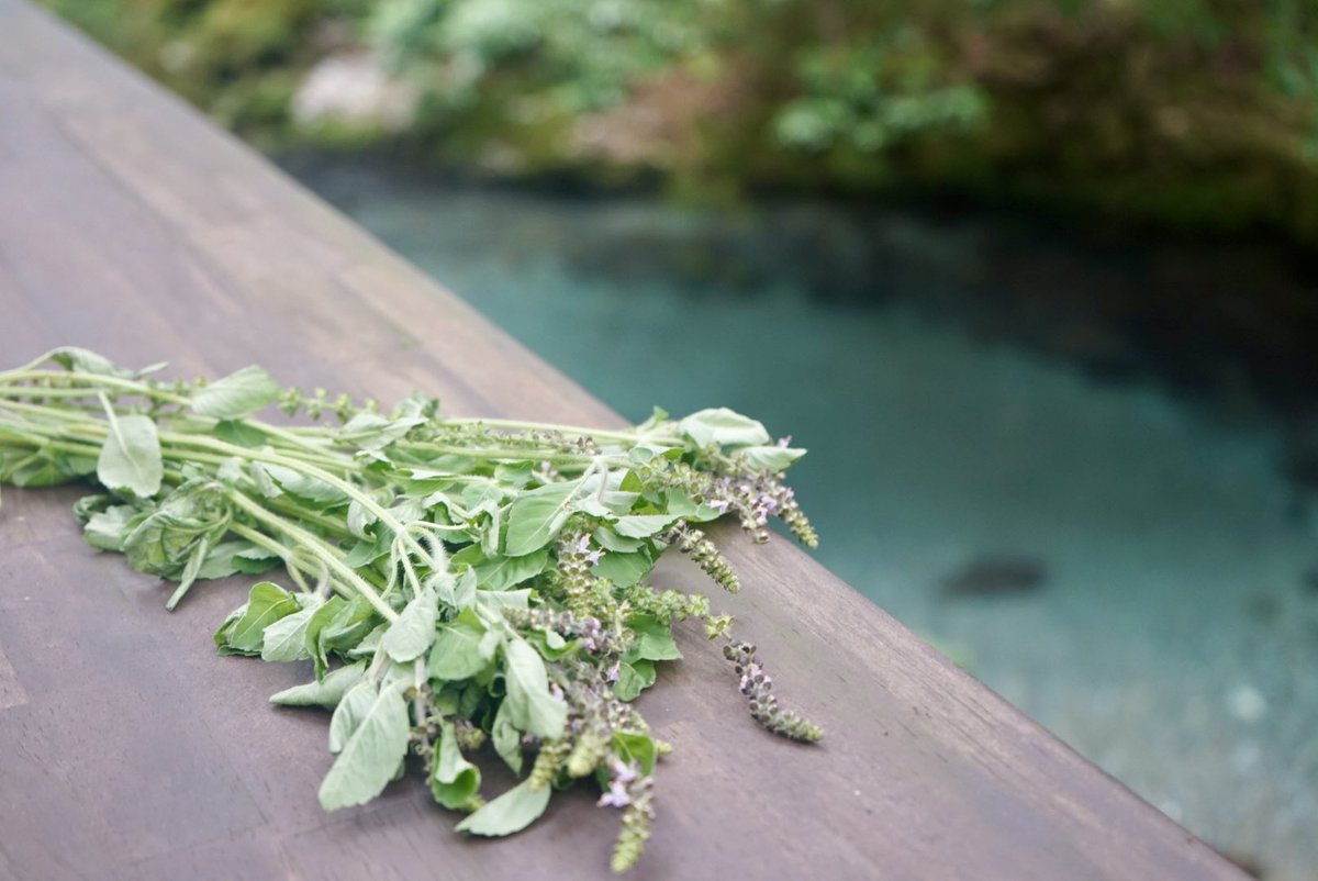 U29059122's tweet photo. 歴代No.1のハーブ蒸しサウナ🤤🌿🪻
#thewaters #円原川 https://t.co/jNSSdpCDW8