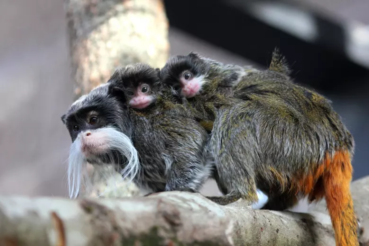 F_Desouche's tweet photo. Zoo de La Palmyre (17) : nés seulement il y a quelques semaines, deux bébés tamarins empereurs sont volés. Le grillage du parc découpé et le cadenas de l'enclos cassé

https://t.co/2QfHuIsQKA https://t.co/hJx6TR43xY