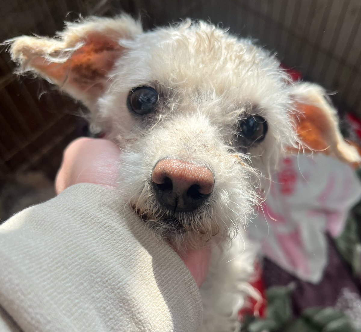 OMFA_Refugio's tweet photo. Rulo en adopción!! Este pequeño cruza de caniche está a la espera de una familia para siempre!! Tiene aprox 3 años. Se entrega con seguimiento 
WhatsApp 1123750899 https://t.co/RUuFCft4ZW