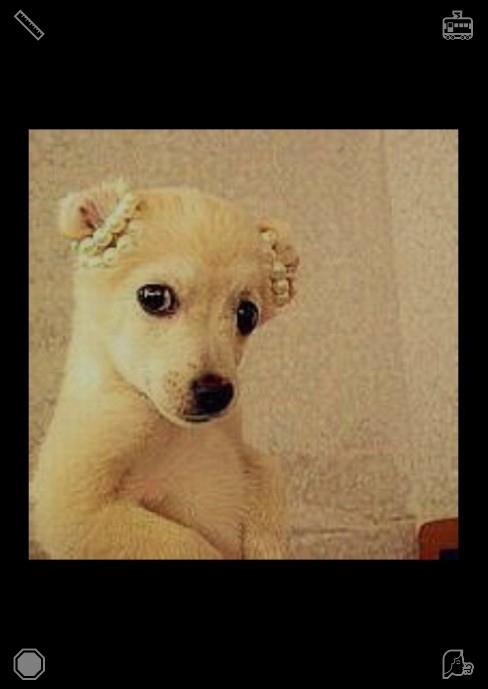 Blogdofk's tweet photo. 过程比结果更重要。Buddy 亲昵地蹭着她的脖颈，舔舐着她的泪水，尾巴轻轻摇摆，仿佛在安慰她，又像是在告诉她一切都会好起来，并感谢她让他度过了幸福的一生。 https://t.co/xlMEiXFPF0